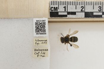 Media type: image;   Entomology 788836 Aspect: Labels